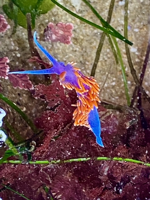 A bluish purple cylinder with two thin long antenna. Orange spikes cover the back.