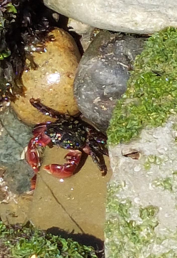 A crab on the rocks.
