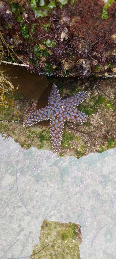 A sea star with 5 arms in shallow water. Small circular dots are on each arm.