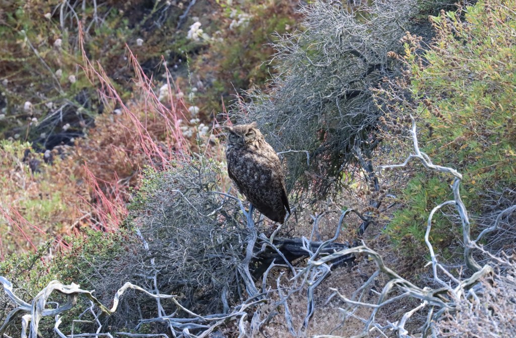 An owl sits on a branch among bushes