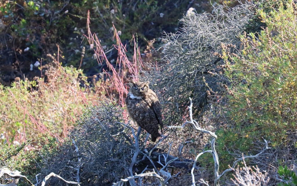 An owl sits on a branch among bushes