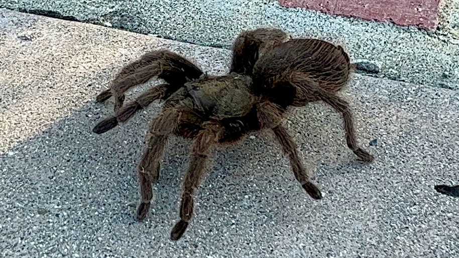 A large hairy spider walking on a concrete path.