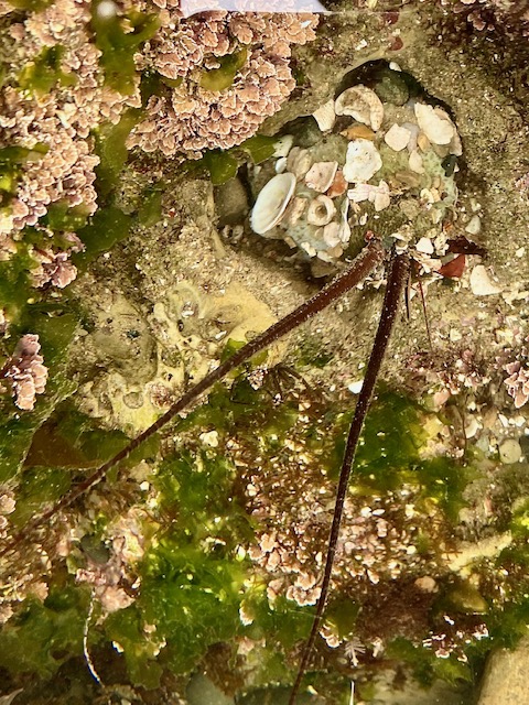 A shell covered round blob with two antenna sticking out.
