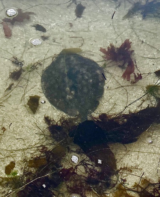A flat round animal on a sandy bottom in the ocean.