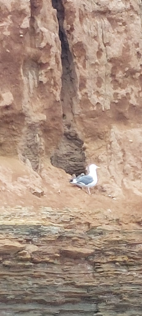 A gray and white bird on the side of a dirt cliff. A baby bird is behind it.