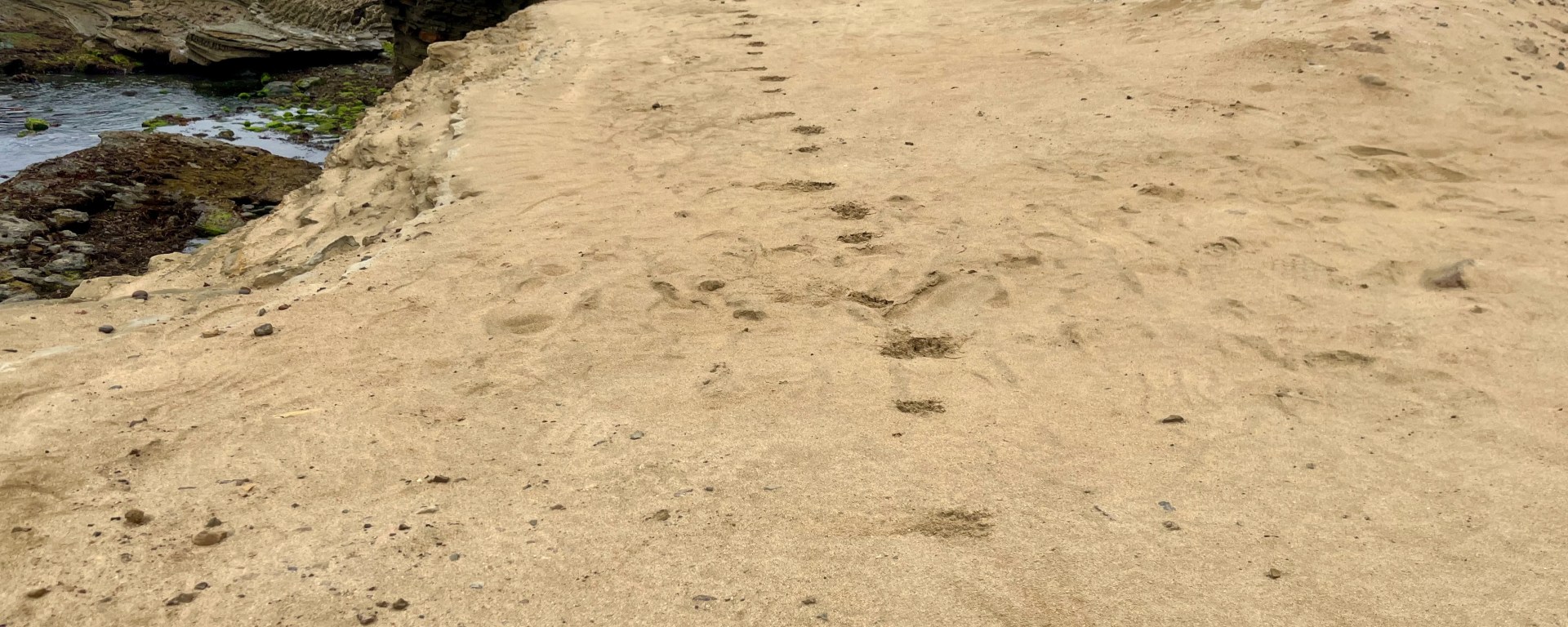 Animal tracks in dirt on a cliff above the ocean