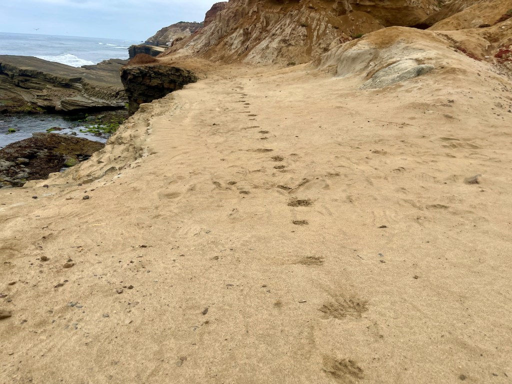 Animal tracks in dirt on a cliff above the ocean
