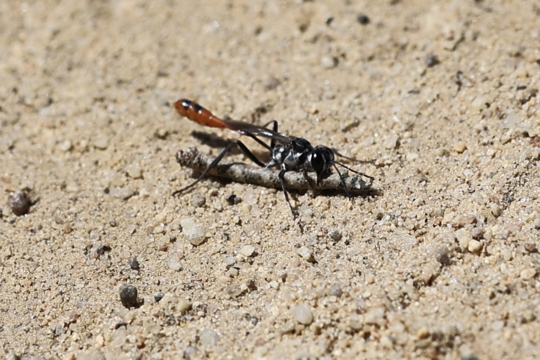 A wasp with a thin body stands on sand