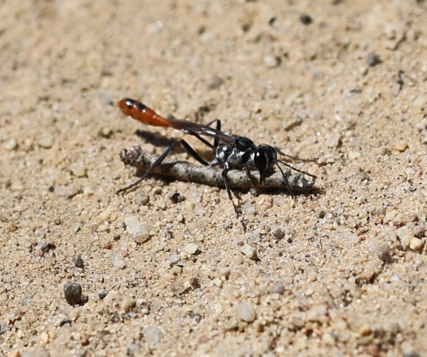 A wasp with a thin body stands on sand