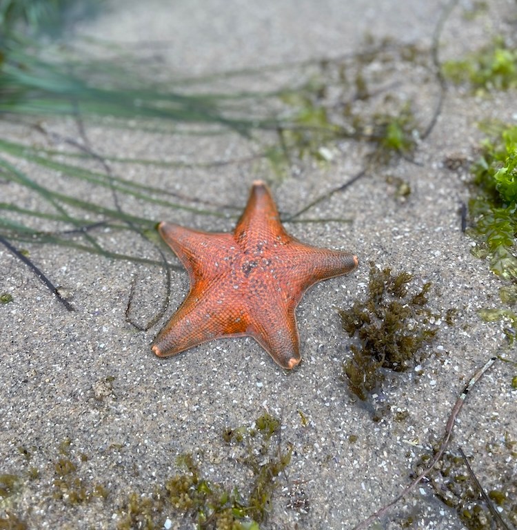 An orange sea star with 5 arms stuck to a rock.