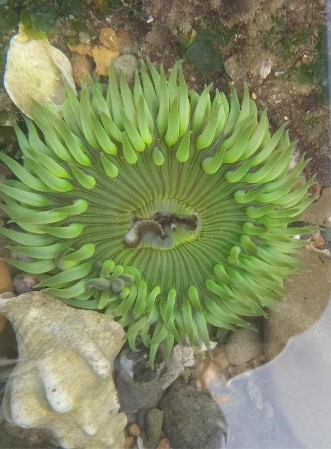 A solitary sea anemone which has a cylindrical body with a centrally located mouth surrounded by tentacles. The body is soft and jelly-like, and it is green in color. The tentacles are thin and elongated, and they radiate out from the mouth in a circular pattern.