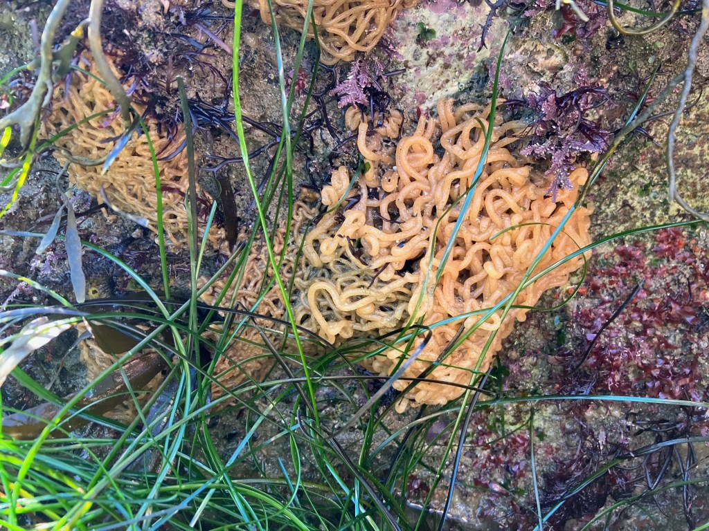 a pile of spaghetti noodles on a rock.