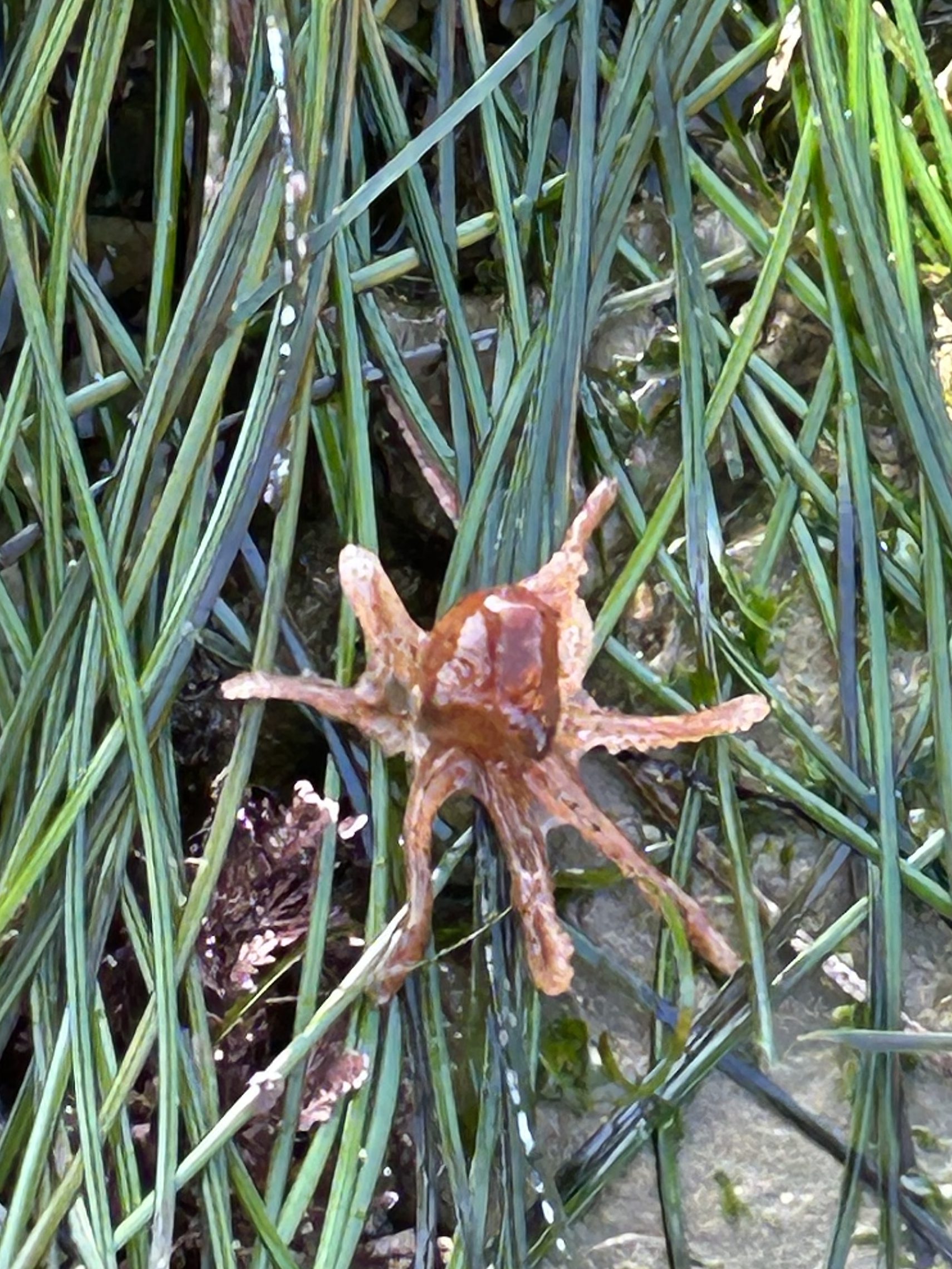 A small octopus on top of long thin blades of grass.