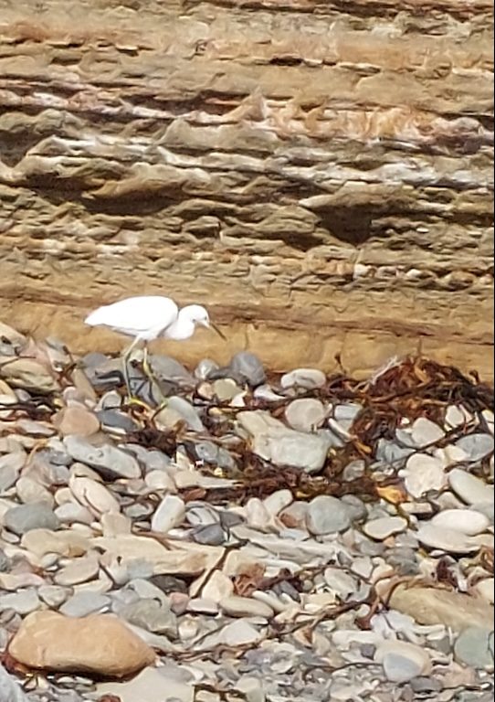 A small white bird hunts for food along a rocky beach.