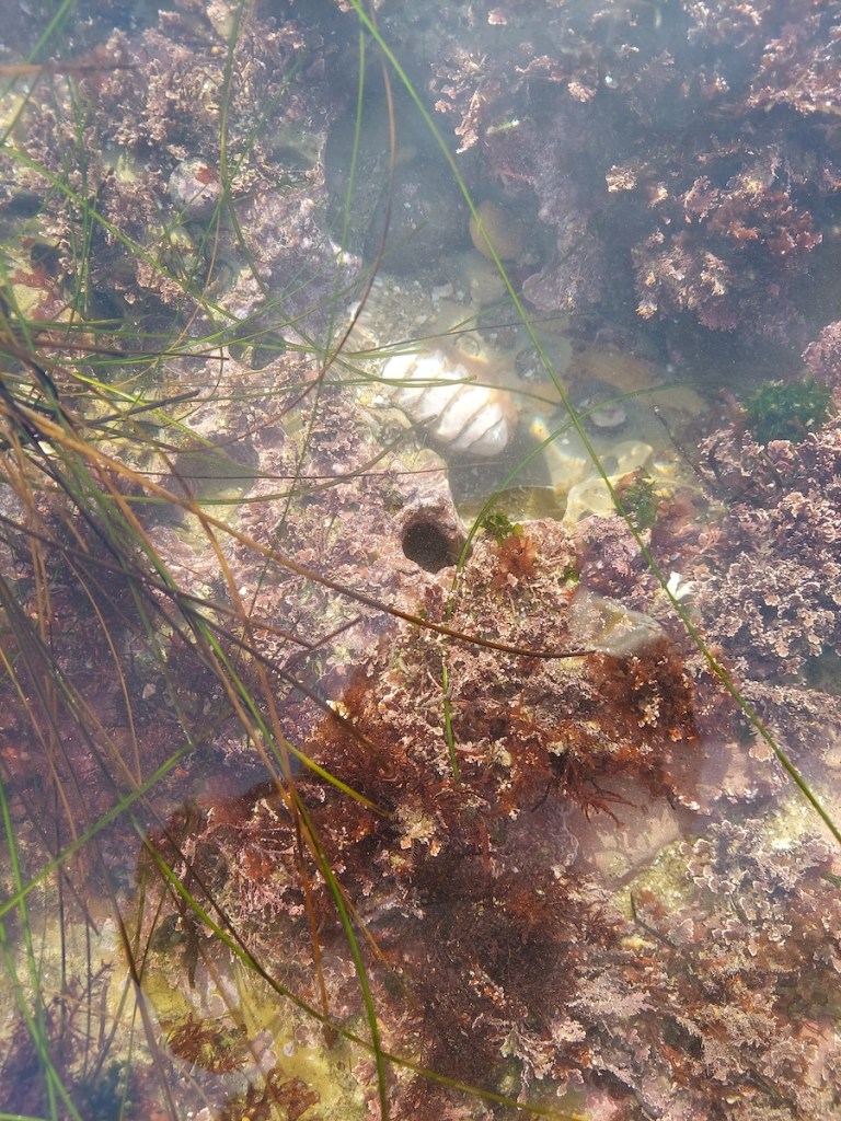 A flat oval shaped snail on a rocky beach. The shell of the snail is made up of eight segments.