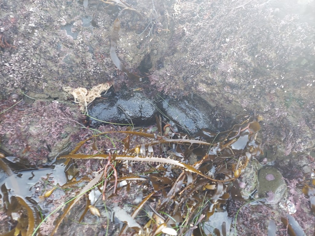 Two jelly blobs and a pile of spaghetti on a rocky beach. Long flat baldes of grass are adjacent to the blobs.
