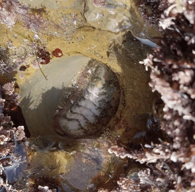 A flat oval shaped snail on a rocky beach. The shell of the snail is made up of eight segments.