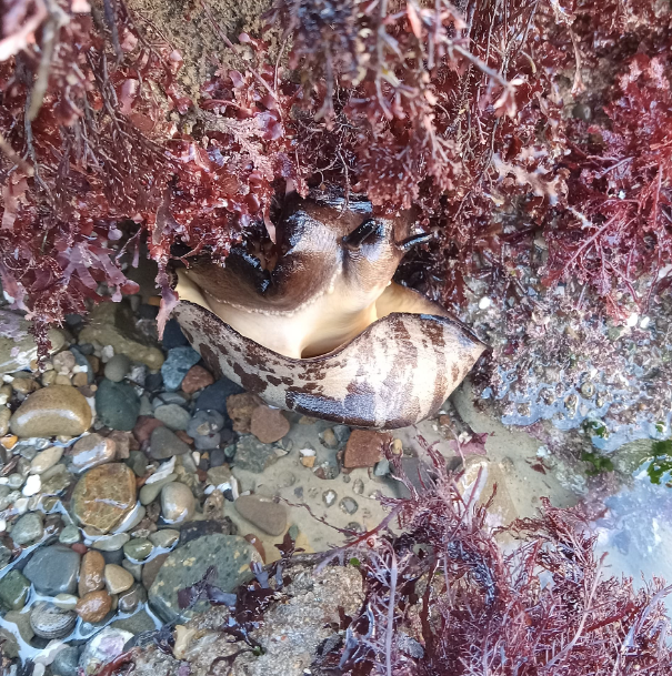 A oval shaped snail with an orange body is underneath a rock. A mottled jelly body surrounds the orange body.
