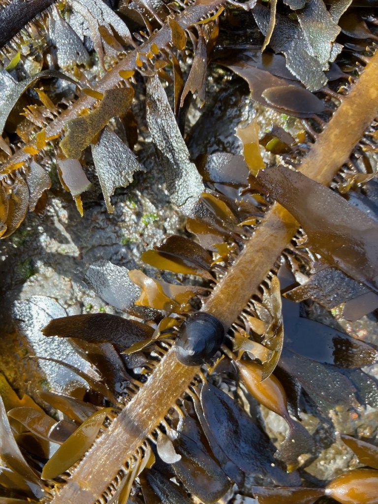 A small flat oval shaped snail stuck on a flat blade of grass