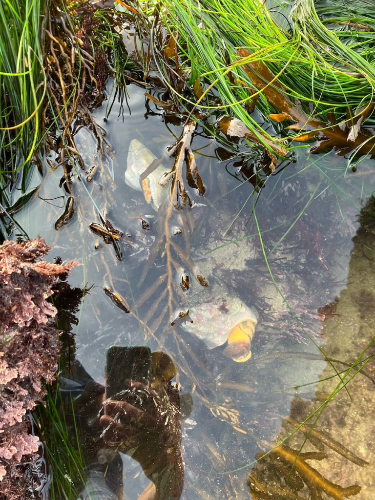 A cone shaped snail in shallow water. Long thin blades of grass