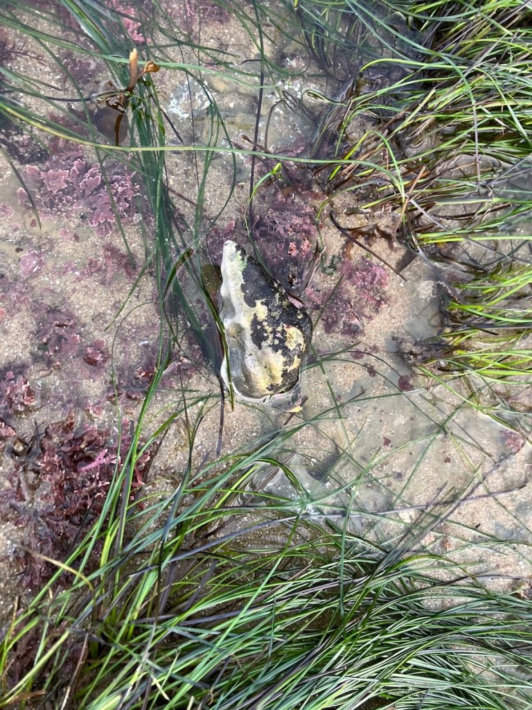 A cone shaped snail on a sandy bottom. Long thin blades of grass surround the snail.