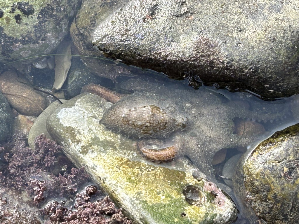 An octopus on top of small rounded rocks.