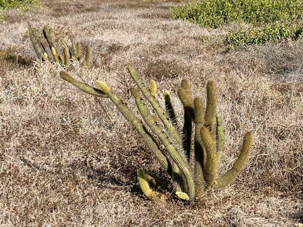 Thin cactus arms with spikes on each arm among grass.