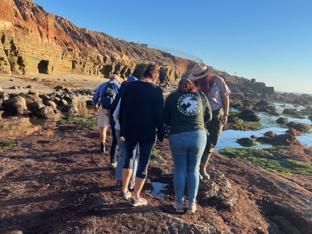 A group of people on a rocky beach looking at sea animals.