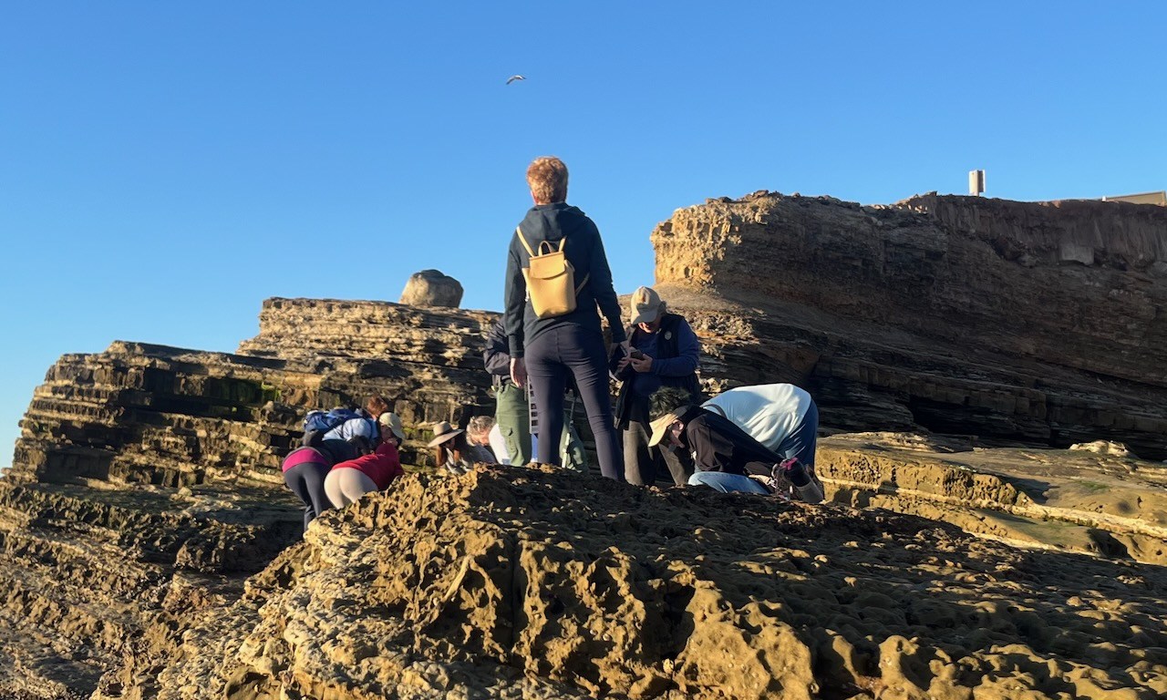 A group of people on a rocky beach looking at sea animals.