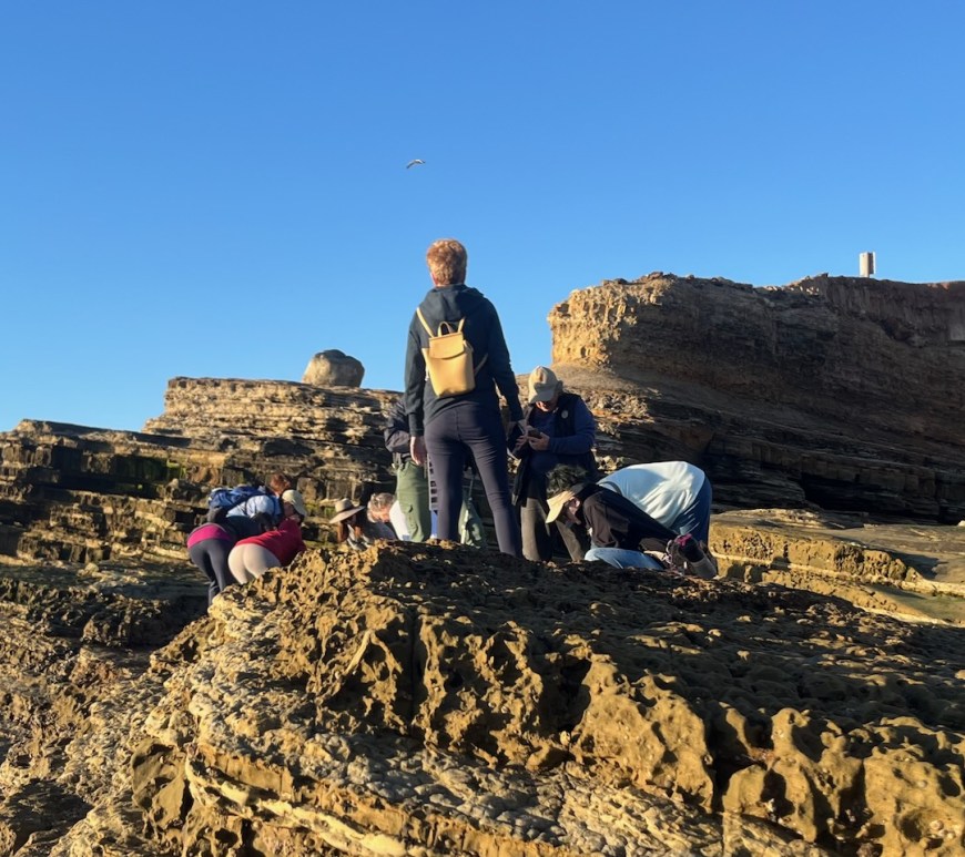A group of people on a rocky beach looking at sea animals.