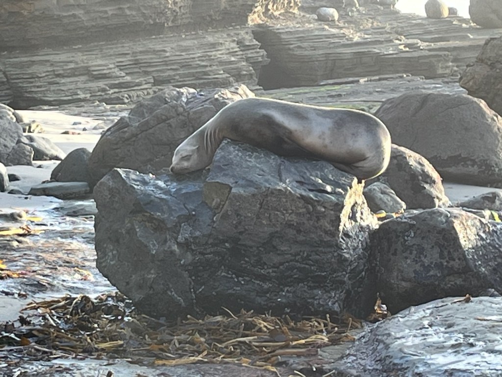 A seal sleeping on a rock along a rocky beach