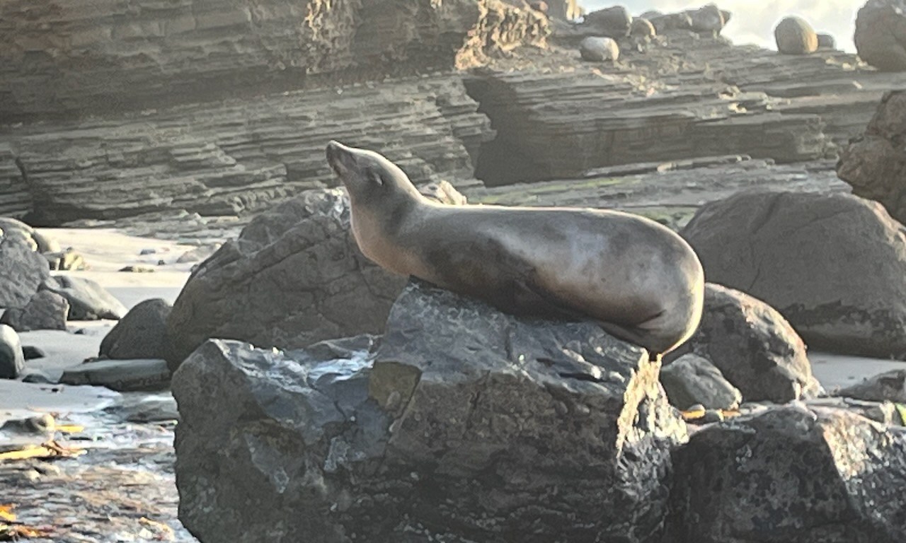 A seal sleeping on a rock along a rocky beach