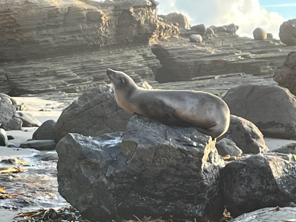 A seal sleeping on a rock along a rocky beach