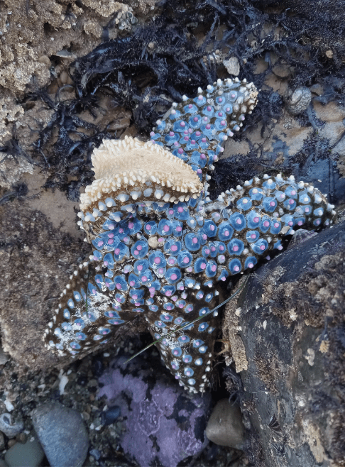 A sea star with knobs on each arm. One of the arms is raised in the air showing the underside.