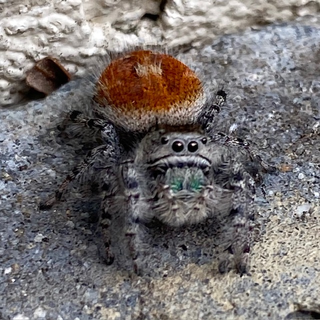 A spider looking at the camera