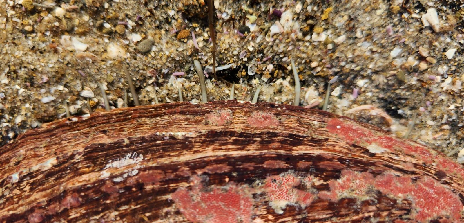 The picture shows a close-up of a textured surface, of an abalone, lying on sandy ground. The shell has a rich, dark brown color with streaks of a lighter brown and patches of red and white. The sand surrounding it is a mix of coarse grains and small pebbles in various shades of beige, brown, and some specks of pink. There are also some thin, dark brown seaweed strands scattered around.