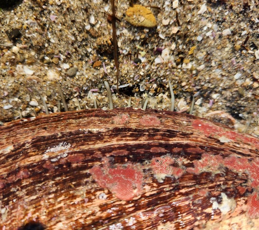 The picture shows a close-up of a textured surface, of an abalone, lying on sandy ground. The shell has a rich, dark brown color with streaks of a lighter brown and patches of red and white. The sand surrounding it is a mix of coarse grains and small pebbles in various shades of beige, brown, and some specks of pink. There are also some thin, dark brown seaweed strands scattered around.