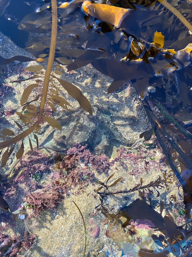 The picture shows a close-up view of a tidepool. The water is clear, allowing visibility of the sandy bottom with small rocks and pebbles. There are various marine plants and algae in shades of brown and dark yellow, with some having long, smooth, strap-like fronds, while others are more branched and bushy. Patches of pinkish-red coral-like vegetation add a pop of color to the scene. Sunlight reflects off the water's surface, creating a sparkling effect.