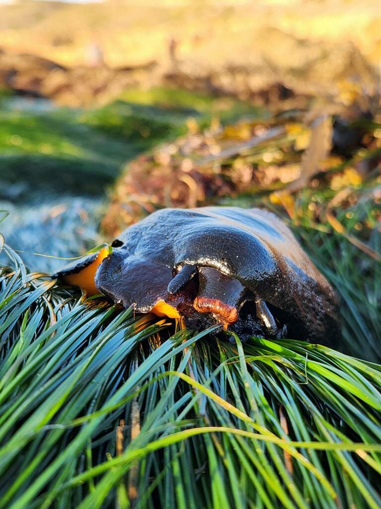 The picture shows a close-up of a dark brown or black slug with an orange underbelly, resting on a bed of vibrant green long thin blades of grass. The background is softly blurred with hints of greenery and sunlight, suggesting a natural, outdoor setting. The focus is on the slug, which is in sharp detail, highlighting its smooth, shiny texture and the contrast between its dark body and bright underbelly.
