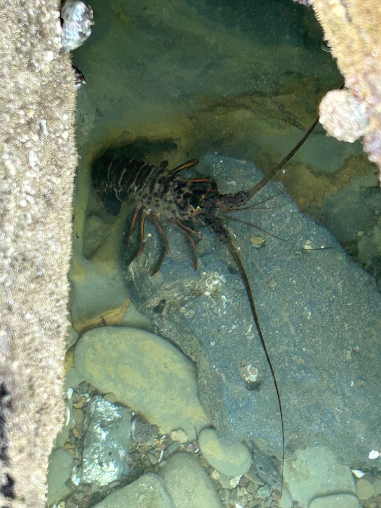 The image shows a lobster in a shallow body of water. The lobster is dark in color, with long antennae extending out in front of it. It is surrounded by rocks of various sizes and shapes, some of which are partially submerged in the clear water. The water appears calm, and there is a hint of marine vegetation in the background. The sunlight seems to be reflecting off the water's surface, giving the scene a serene ambiance.