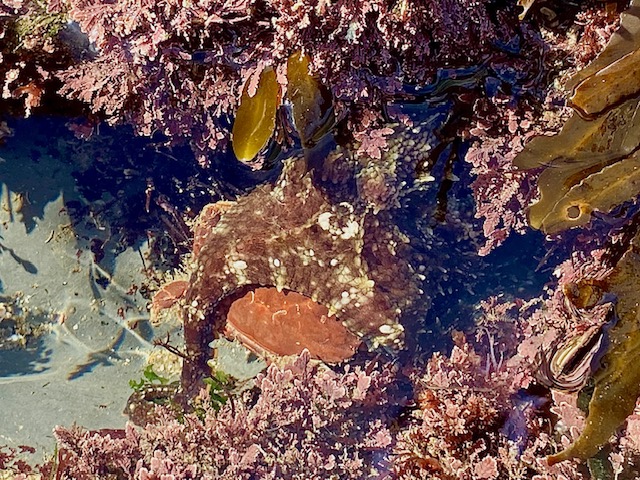 An octopus partially covers a crab. Pink algae surrounds the octopus.