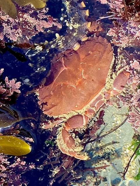 The picture shows a close-up of a tidepool. There are various marine elements visible: - A large, reddish-brown crab in the center, blending with the rocks. - Surrounding the crab are pinkish coral-like plants. - There are also some green and yellow seaweed elements. - The water is clear, reflecting some light, and you can see the textures of the rocks beneath.