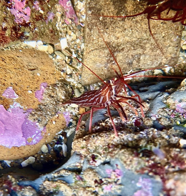 The image shows a close-up of a small, red shrimp with intricate white patterns on its body, resting among rocks and marine flora. The rocks are covered with patches of purple and pink algae. The shrimp has long antennae and is positioned facing the camera, giving a clear view of its detailed exoskeleton.