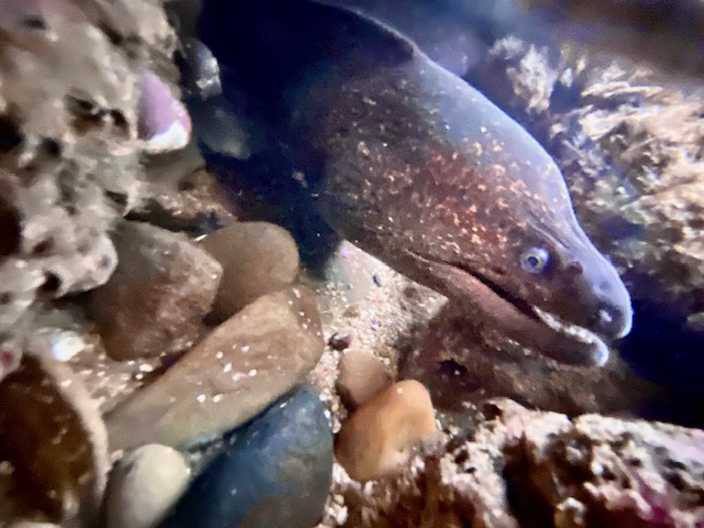 The picture shows an underwater scene with a focus on a large, dark-colored eel hiding among rocks and marine vegetation. The eel has a smooth, elongated body and its head is visible with a slightly open mouth and a clear, round eye staring towards the viewer. The surrounding rocks vary in size and color, ranging from light beige to dark brown, and are partially covered with what appears to be algae or marine growth.