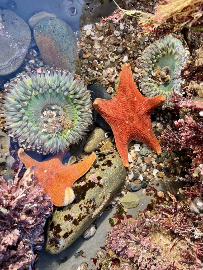 The image shows a tidepool scene with various marine life. There are two sea stars, one large and bright orange, and a smaller one that is also orange but with a lighter shade and some white spots. Both sea stars have five arms and are resting on rocks. There are also two sea anemones visible; they have greenish bodies with a pattern of concentric circles and tentacles that are white tipped with pink. The tentacles are extended out, suggesting they are underwater.