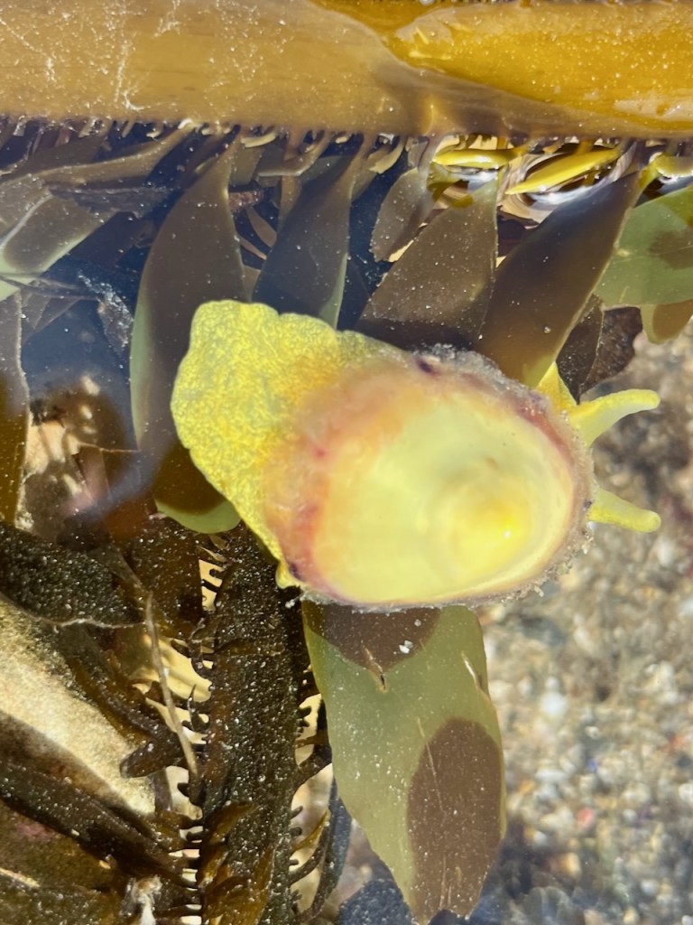 The picture shows a close-up of a sea slug, nestled among some seaweed. The sea slug has a soft, elongated body with a gradient of colors from a pale yellow at the front, blending into a pinkish hue towards the back, and ending with a hint of purple. Its texture looks slightly bumpy and moist. The surrounding seaweed has a leathery appearance with dark brown tones and some yellowish edges.
