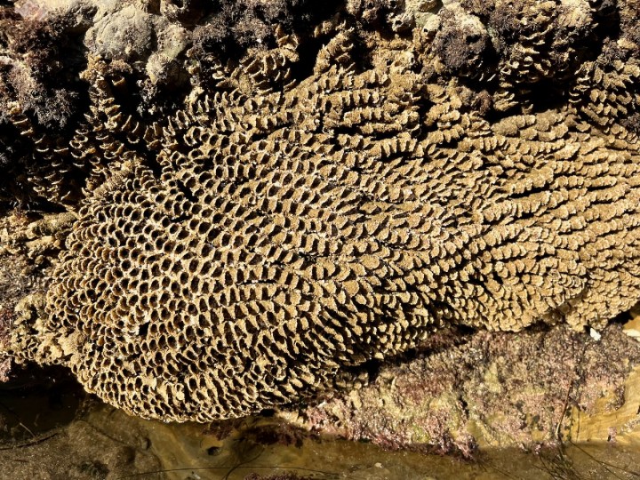The image shows a close-up of a sand honeycomb-like structure with intricate patterns of small, repeating, hexagonal shapes. The color of the san ranges from light to dark brown, and it appears to be attached to a rock.