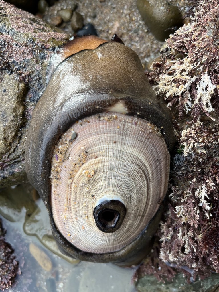 The picture shows a close-up of a oval shaped flat snail, with a smaller oval shaped shell partially visible on top. The shell has a spiral pattern with concentric circles in shades of brown, tan, and pink. The creature's body is a fleshy brown color, and it appears to be attached to a rock or a hard surface. There are some marine plants and small pebbles surrounding it. The center of the shell has a dark opening, possibly the entrance to the snail's interior.