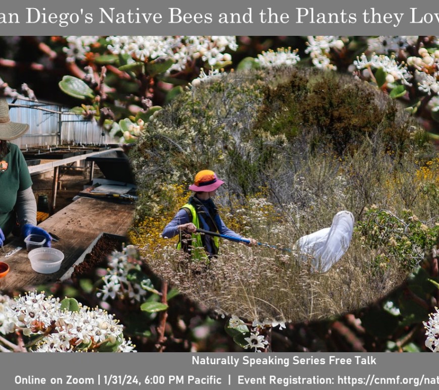 Flyer with two scientists out in the field; one sorts seeds in a greenhouse, the other uses a white net on a long pole to catch insects.