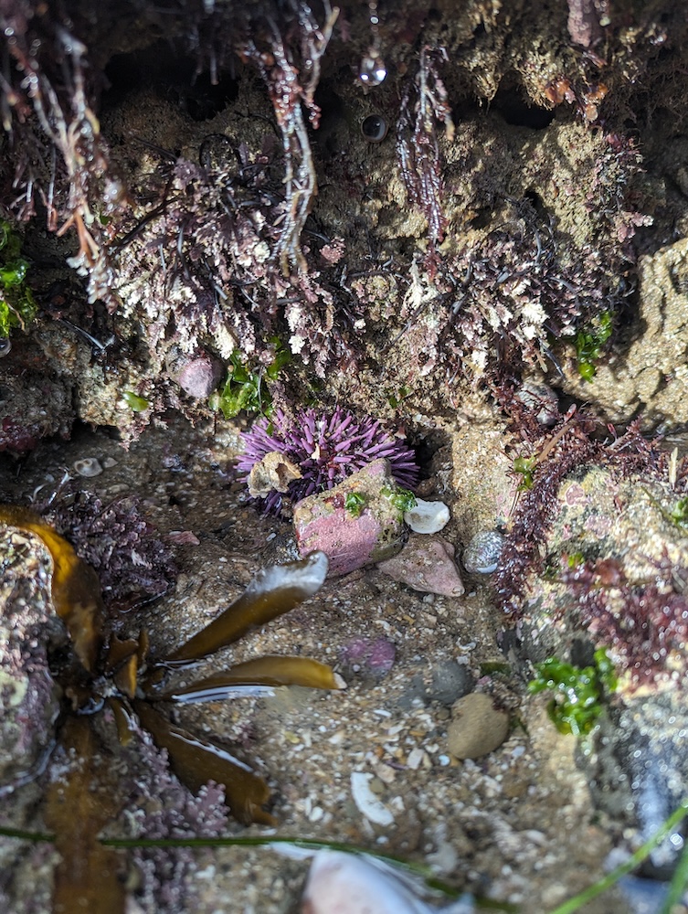 The image shows a vibrant purple sea urchin at the center, nestled among rocks.